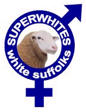Superwhites White Suffolks